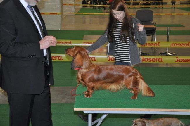 Jamnik d�ugow�osy NAILA